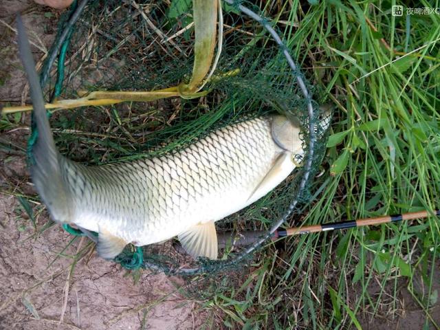 鲢鱼,草鱼,胖头鱼爱吃什么?(5个回答)