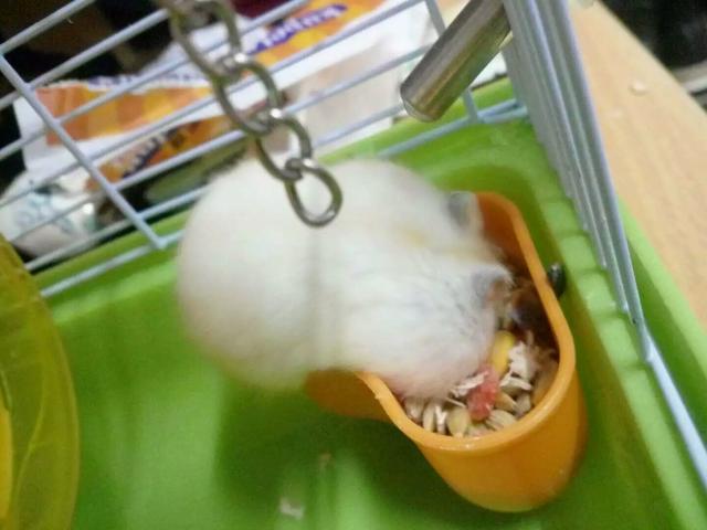 我的宠物仓鼠作文:仓鼠是一种什么样的动物？