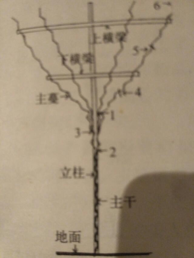 南方葡萄种植技术大全:怎样管理能使葡萄苗快速生长？