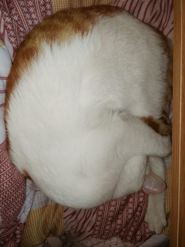 深圳猫领养:养只猫大概要花费多少钱呢？