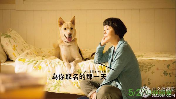 献给南极雪橇狗影片:讲一群南极雪橇狗的电影 有哪些关于狗的感人电影？