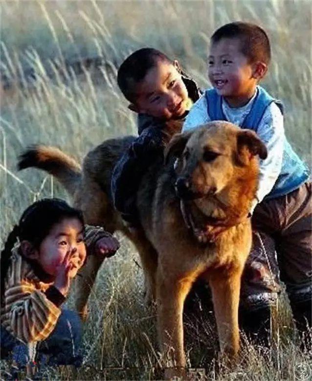 gogo中国名狗:为什么我们瞧不上土狗呢？