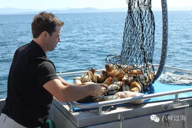 海笋是一种什么东西，象拔蚌为啥这么贵有啥营养？