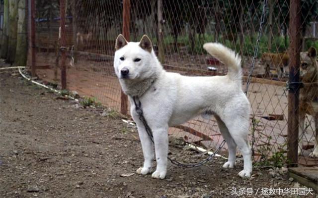 卡南犬中国多吗:“中华田园犬”到底是不是一个犬种？