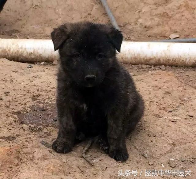 秋田狗和柴犬是什么关系，“中华田园犬”到底是不是一个犬种