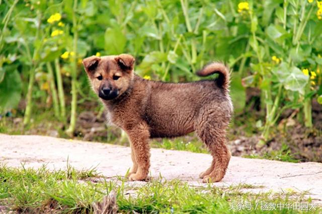 卡南犬中国多吗:“中华田园犬”到底是不是一个犬种？