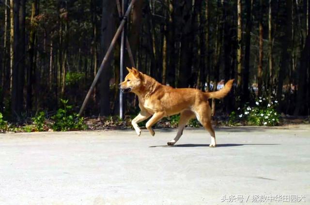卡南犬中国多吗:“中华田园犬”到底是不是一个犬种？