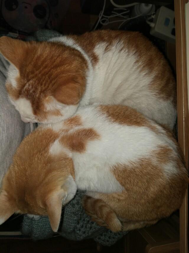 深圳猫领养:养只猫大概要花费多少钱呢？