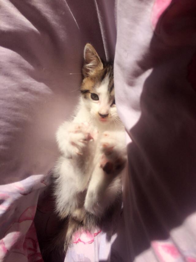 太原收养流浪猫狗:你会领养一只流浪猫或流浪狗吗？为什么？