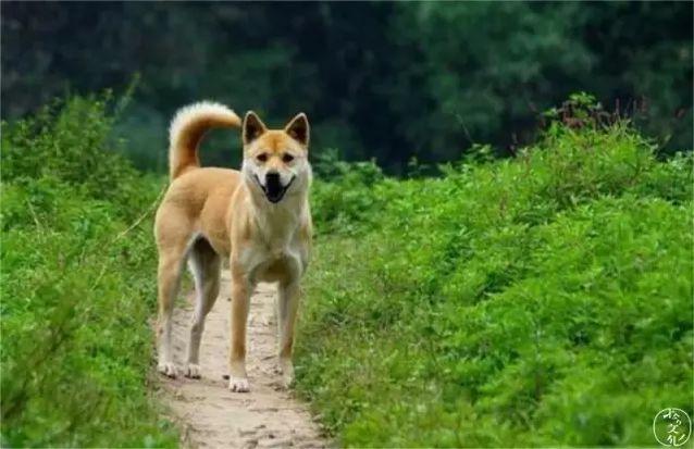 gogo中国名狗:为什么我们瞧不上土狗呢？