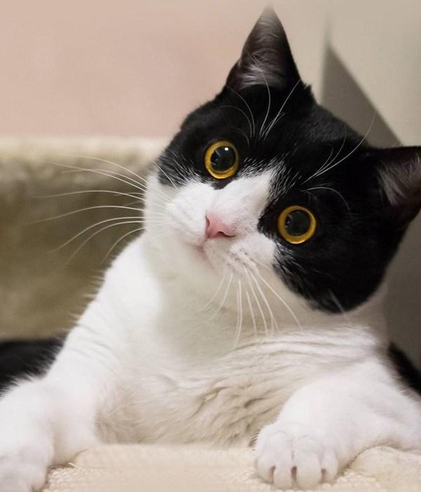 头条问答 - 猫咪歪头杀?(3个回答)