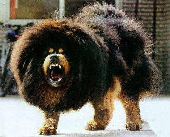 战斗力最强的狗狗排行榜:全球战斗力最强的猛犬排行榜是怎样的？