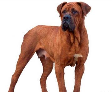 战斗力最强的狗狗排行榜:全球战斗力最强的猛犬排行榜是怎样的？