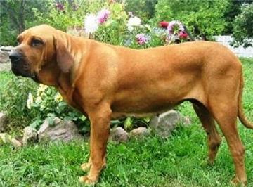战斗力最强的狗狗排行榜:全球战斗力最强的猛犬排行榜是怎样的？