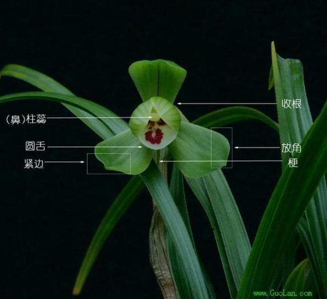 怎样区分兰花品种?-骑乐看风景的回答-头条问答