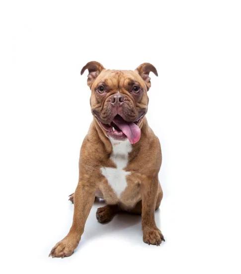 土佐斗犬能养吗:{无声斗犬日本士佐}狗的特性是什末？