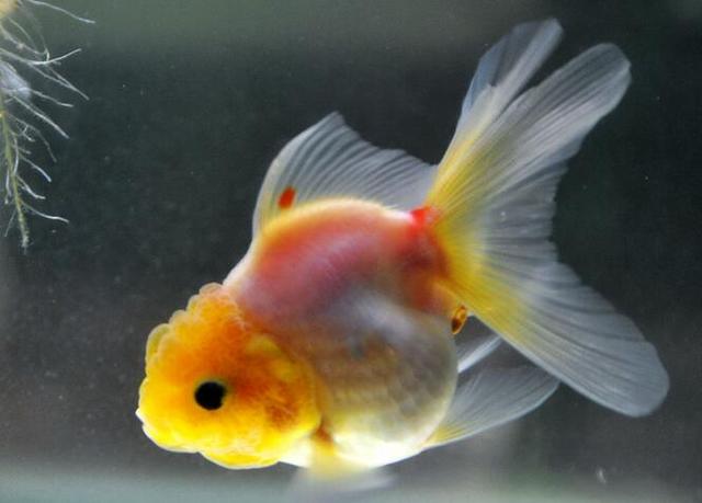 头条问答 金鱼时常头朝下 尾巴朝上发呆是怎么回事 2个回答