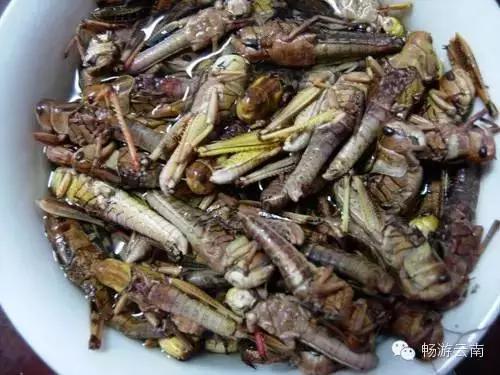 油炸毒蜘蛛:油炸毒蜘蛛的视频 云南人为什么会有那么多虫子做菜？