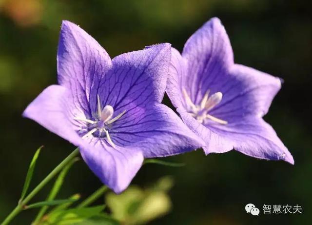 现在种植什么药材能够赚钱？
