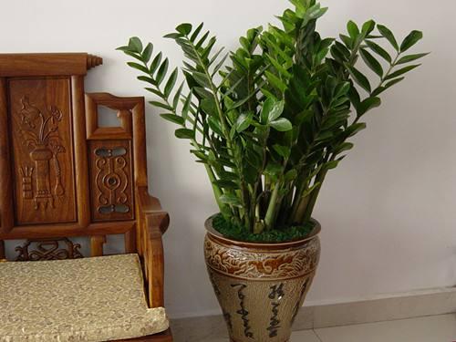 适合在室内的植物,室内可以养哪些大型的盆栽绿植？