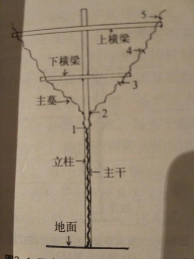 南方葡萄种植技术大全:怎样管理能使葡萄苗快速生长？