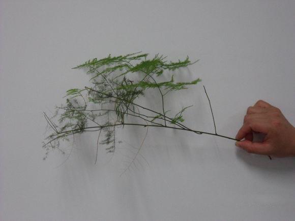 怎么繁殖玻璃扯旗:玻璃翠花怎么样水插繁殖？