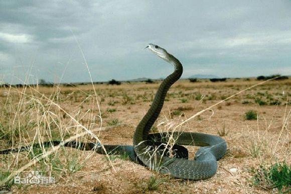 金环蛇和银环蛇:金环蛇和银环蛇哪个毒 蛇类单挑排行榜是什么顺序？