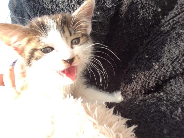 太原收养流浪猫狗:你会领养一只流浪猫或流浪狗吗？为什么？