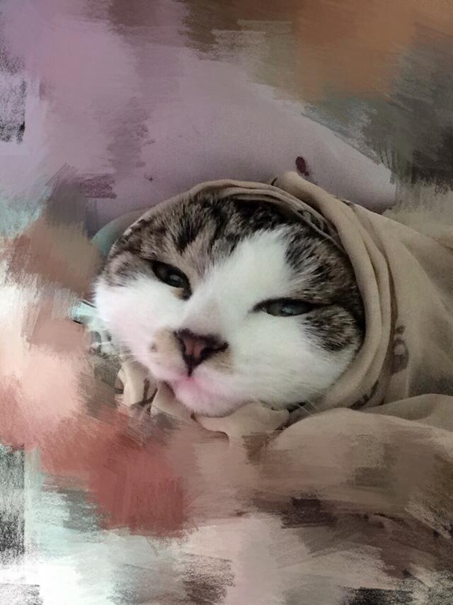 太原收养流浪猫狗:你会领养一只流浪猫或流浪狗吗？为什么？
