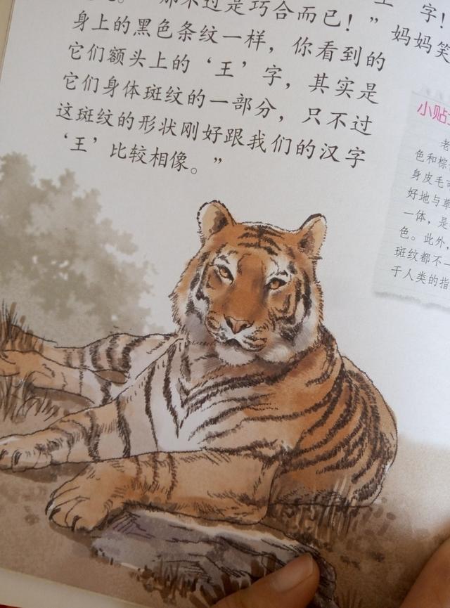 头条问答 - 怎么给孩子科学说明:老虎的头上为什么有"王"字?(8个回答)