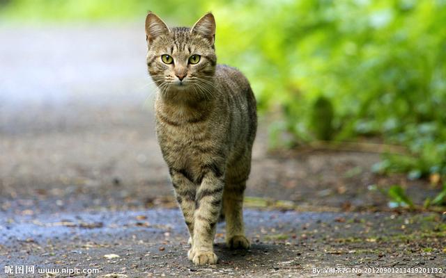 猫咪猎手舒克微博:为什么猫是最厉害的猎手？