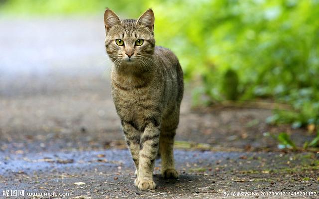 猫咪猎手:为什么猫是最厉害的猎手？