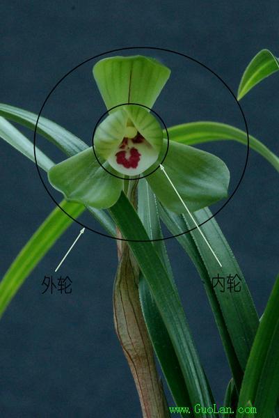 怎样区分兰花品种?-头条问答