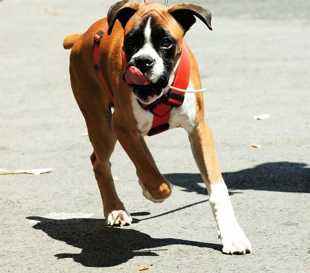 土佐斗犬能养吗:{无声斗犬日本士佐}狗的特性是什末？