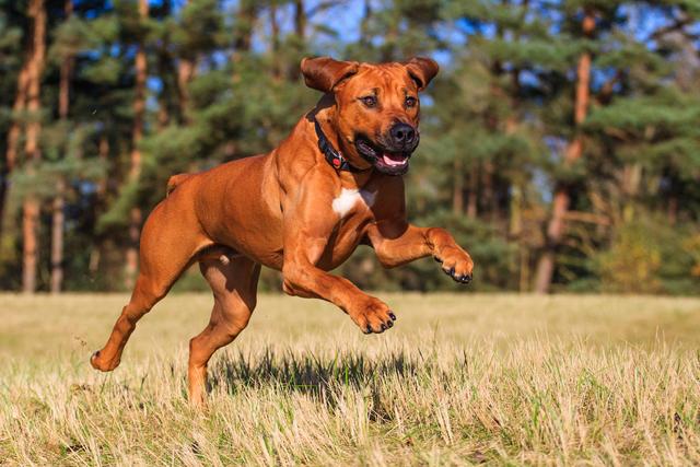 敖犬个人资料狗哥:哪些品种的狗比较危险需要远离？