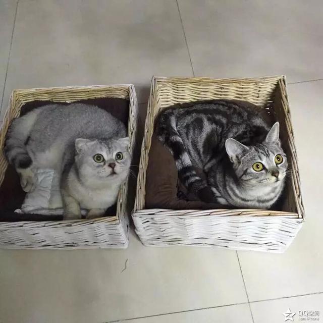 小卡尔特猫多少钱:养猫一年的花费能有多少？