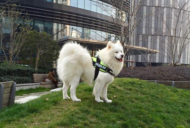 撒莫耶犬大狗多少钱:普通人养一只萨摩耶犬一年需要花费多少钱？