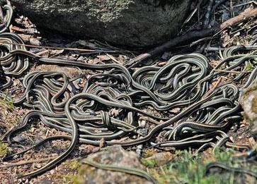 头条问答 - 为什么蛇到冬天都躲在洞里?(5个回答)