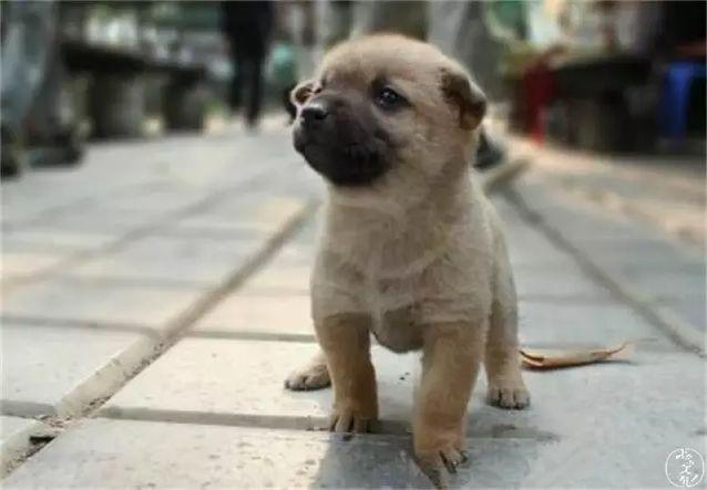 gogo中国名狗:为什么我们瞧不上土狗呢？