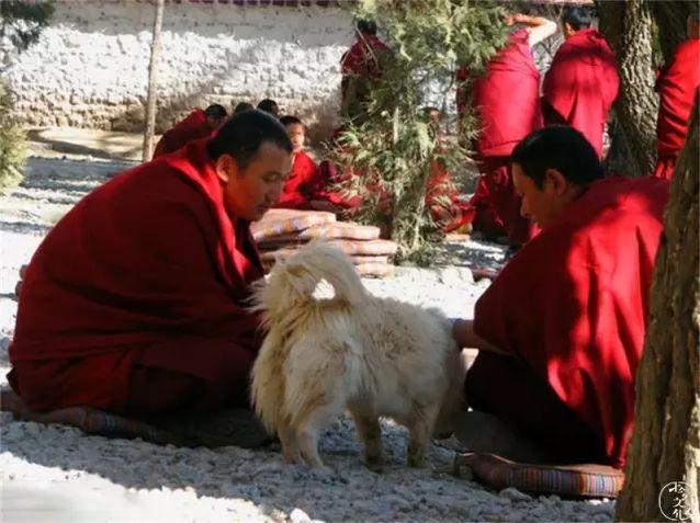 上海凯利蓝梗俱乐部:凯利蓝梗犬哪里有卖 为什么我们瞧不上土狗呢？