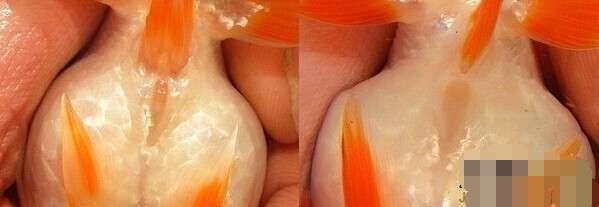 观赏鱼的图片:如果想养鱼，哪种鱼最好养？ 观赏鱼的图片及价格