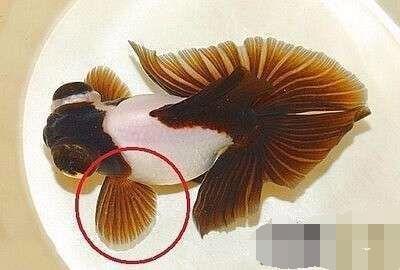 辨别金鱼公母的方法有哪些，这种鱼叫狮头，如何区分公母