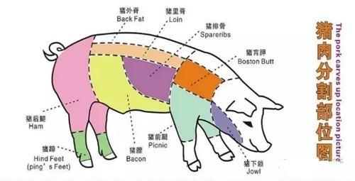 五花肉到底是哪一块肉？