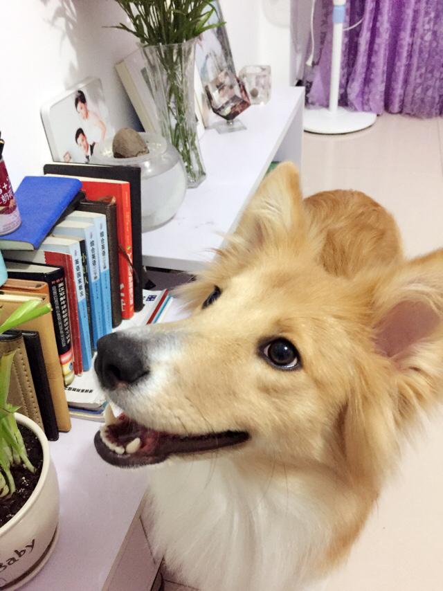 睡狗:狗睡主人床，会影响狗心里主人的地位吗？