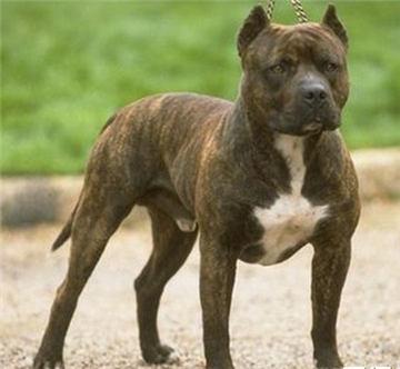 战斗力最强的狗狗排行榜:全球战斗力最强的猛犬排行榜是怎样的？