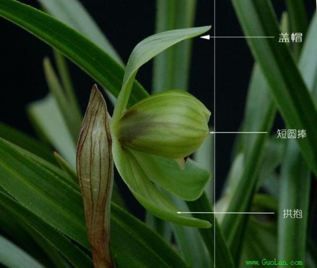 怎样区分兰花品种?-头条问答