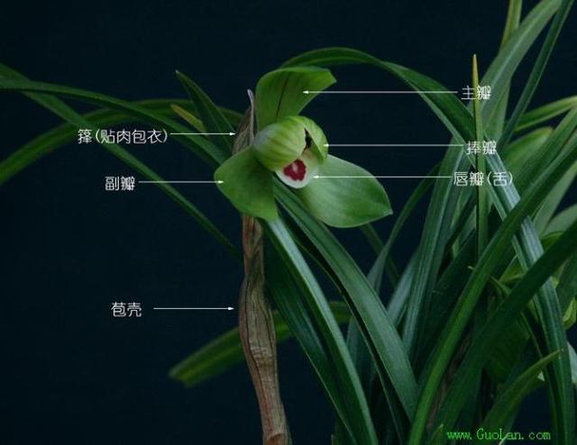 怎样区分兰花品种?-头条问答