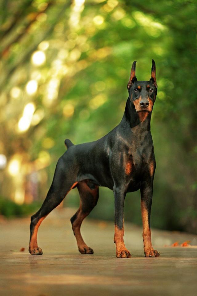 土佐斗犬能养吗:{无声斗犬日本士佐}狗的特性是什末？