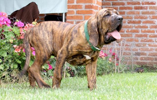 土佐斗犬能养吗:{无声斗犬日本士佐}狗的特性是什末？