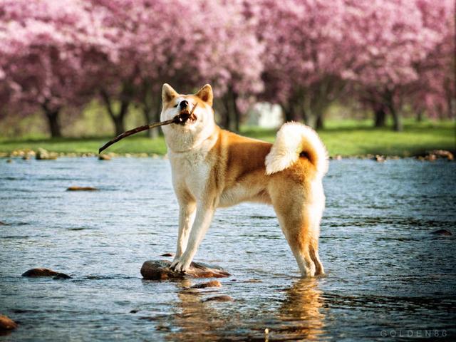 土佐斗犬能养吗:{无声斗犬日本士佐}狗的特性是什末？